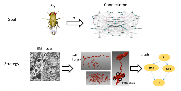 A picture displaying the overview of the FlyEM project by the Janelia Research Campus