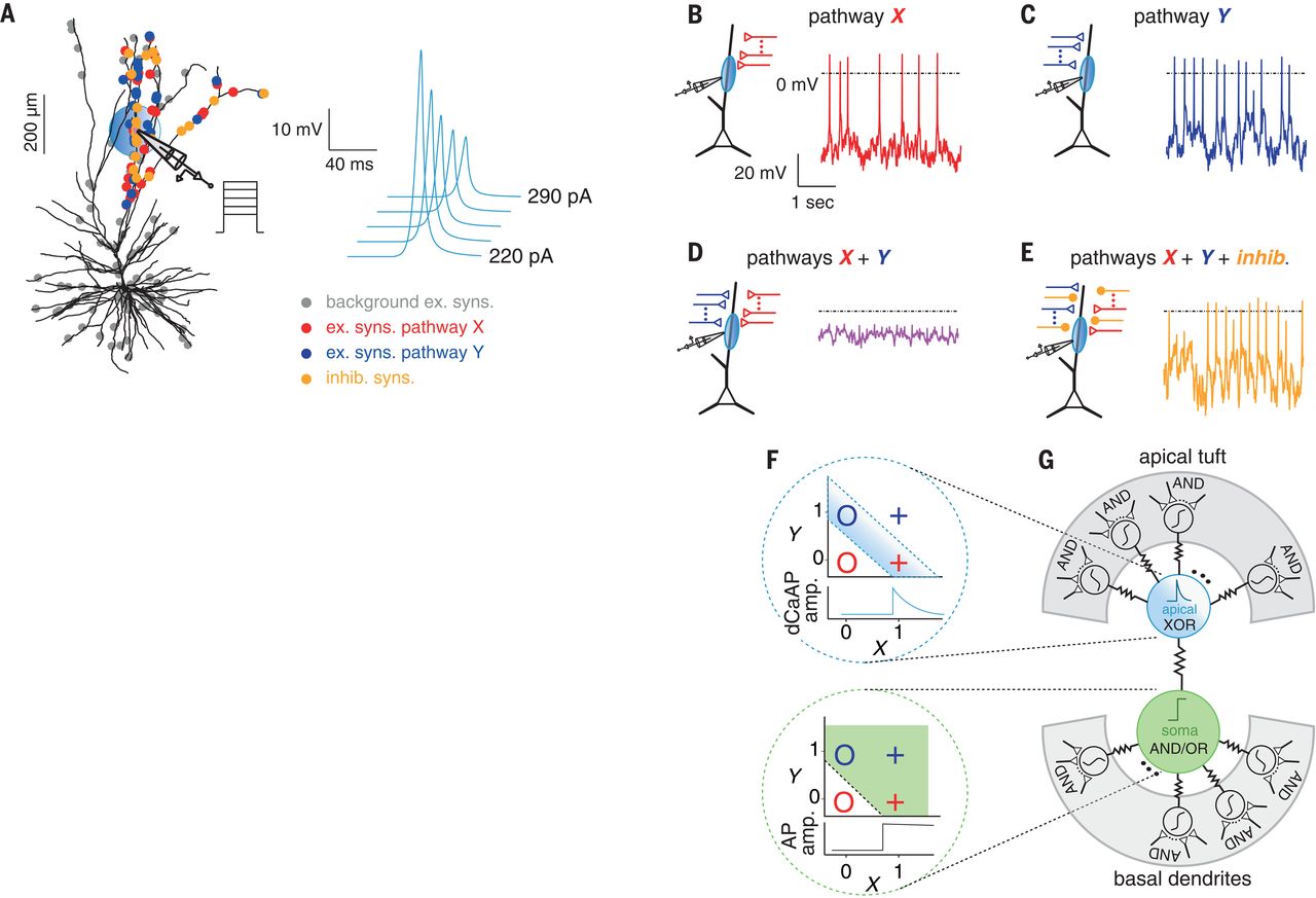Figure showing some of the paper observations